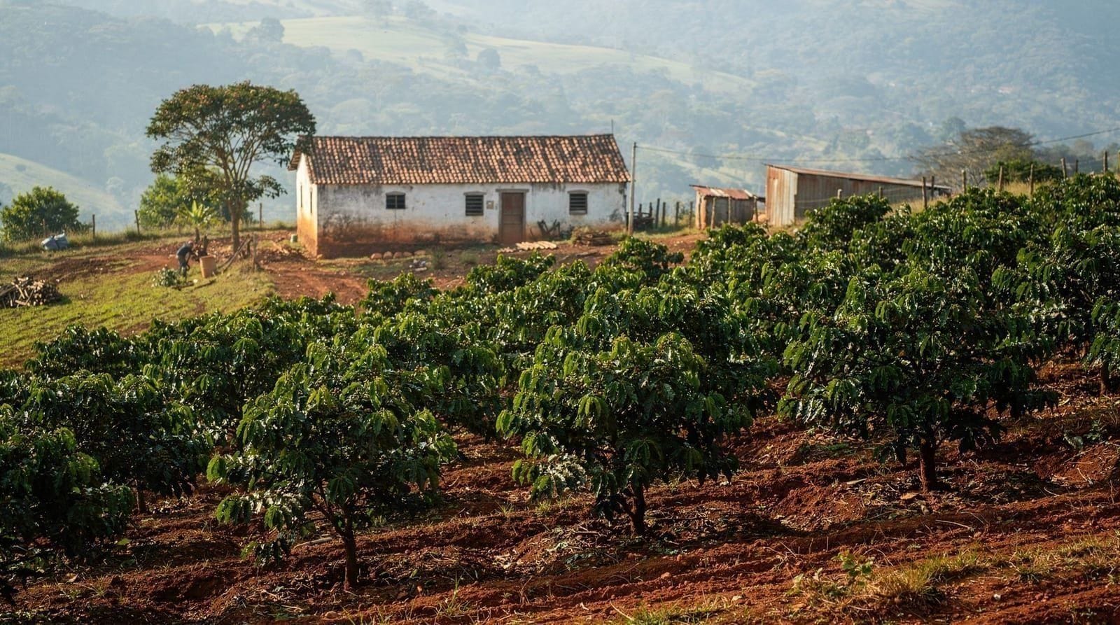 Visites de fermes caféières près de São Paulo