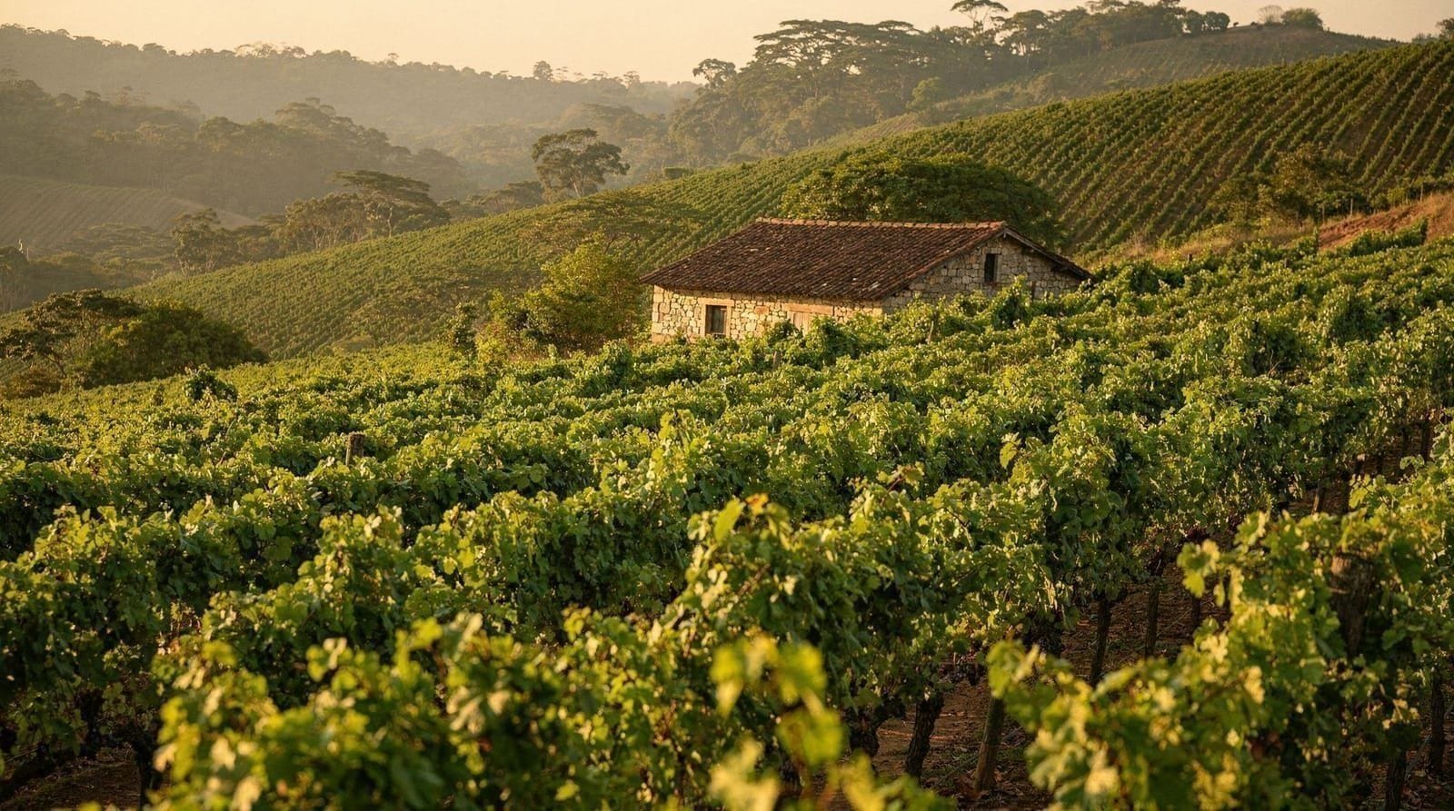 La route des vins de São Roque